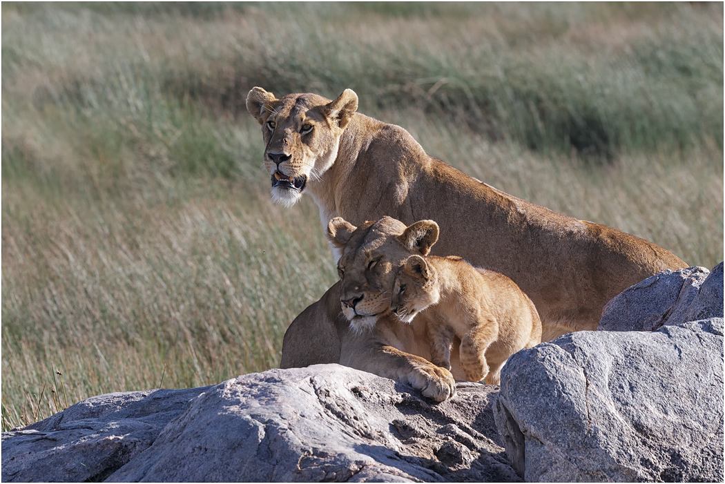 Lionesses & cub - Central Serengeti, Tanzania