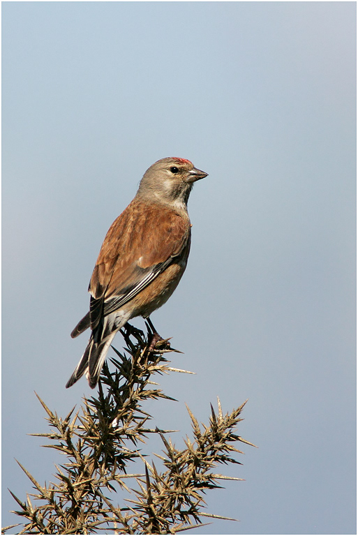 Linnet, male, Norfolk
