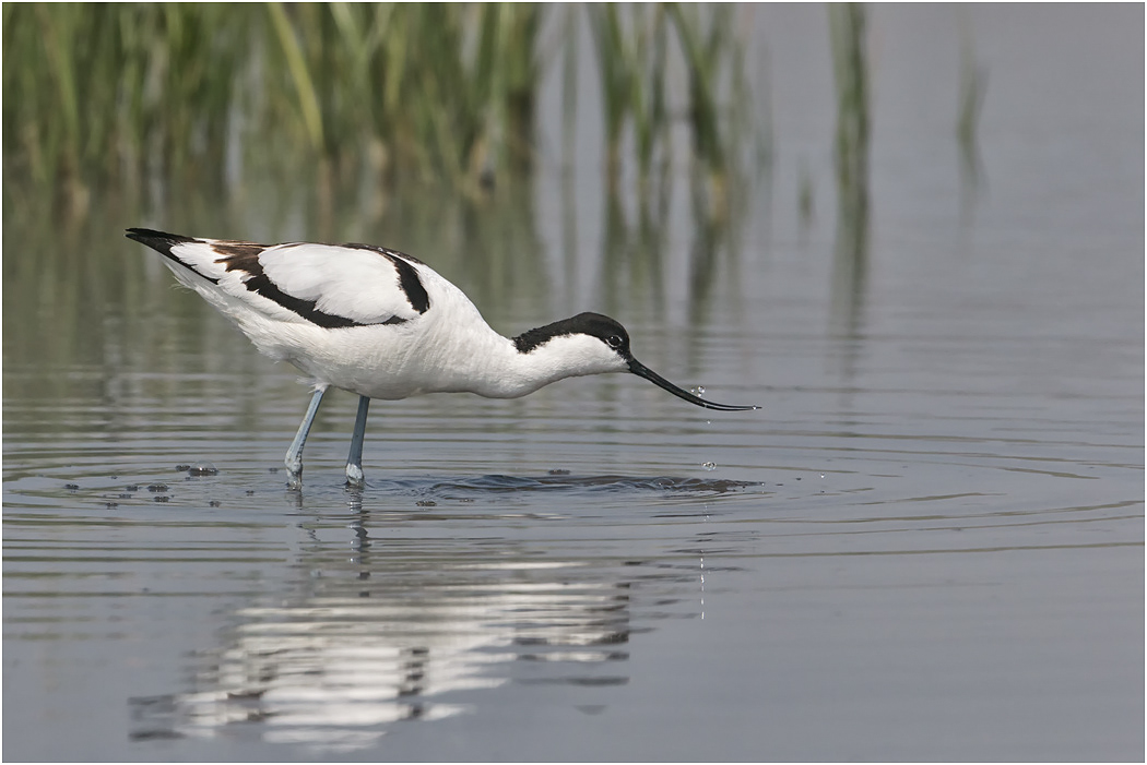 Avocet