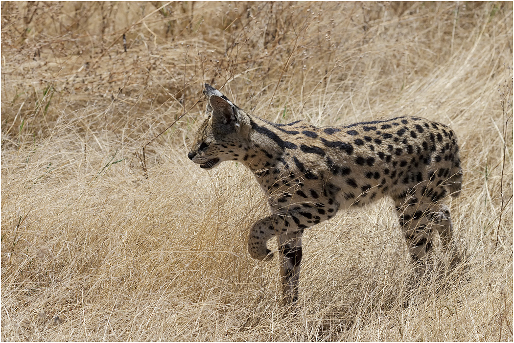 Serval on point - Ngorongoro Crater, Tanzania
