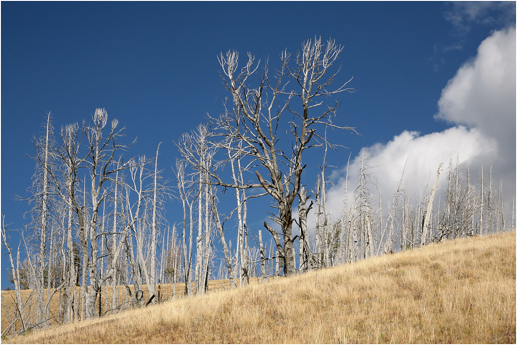 Dunraven Pass, Yellowstone NP