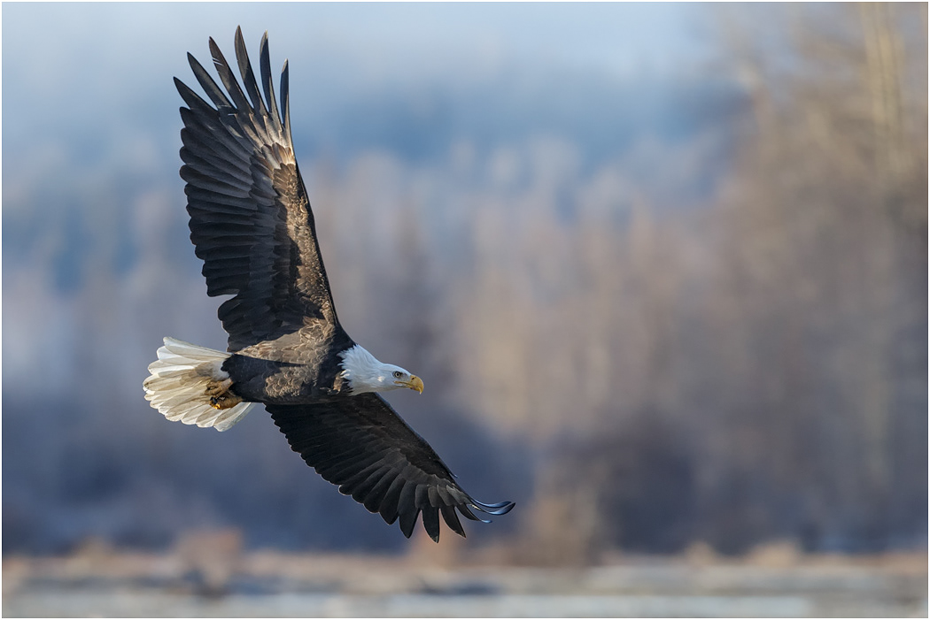 Bald Eagle in flight, Chilkat River, Alaska