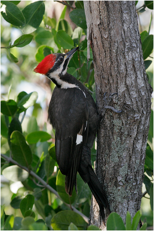Pileated Woodpecker, Florida, USA