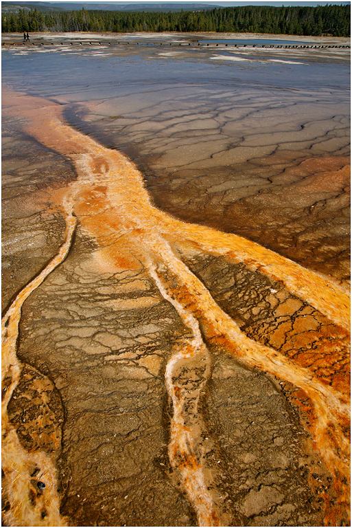 Grand Prismatic Thermophiles, Yellowstone NP8