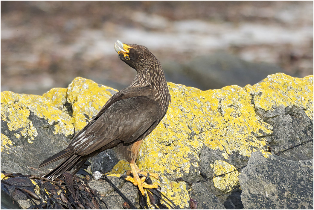 Striated Caracara, displaying