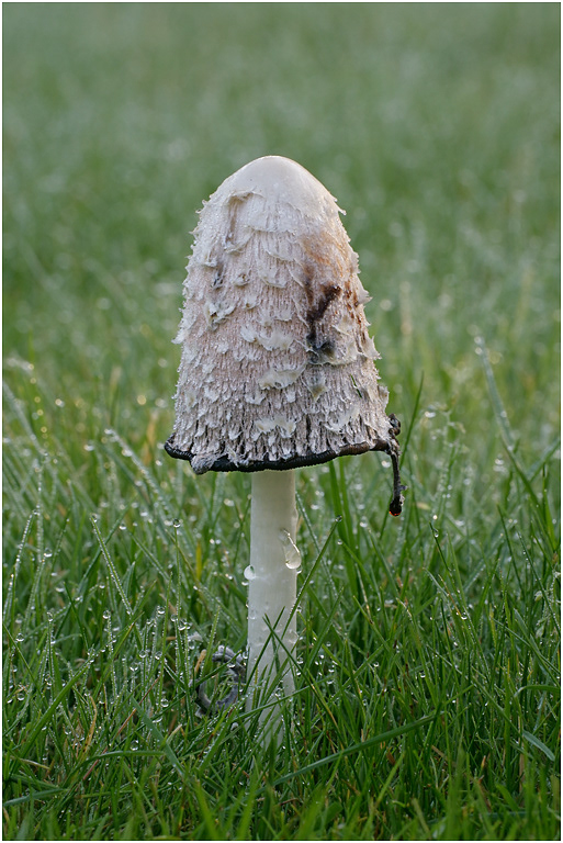 Shaggy Ink Cap - Coprinus comatus