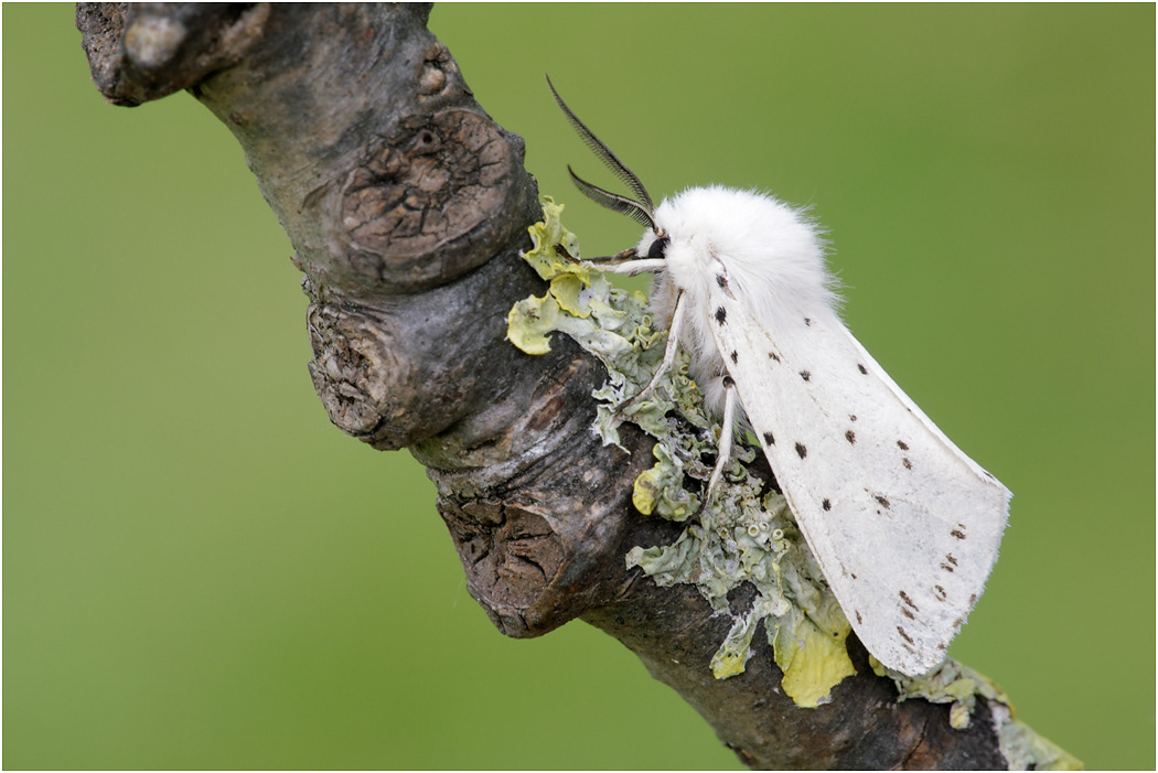 White Ermine