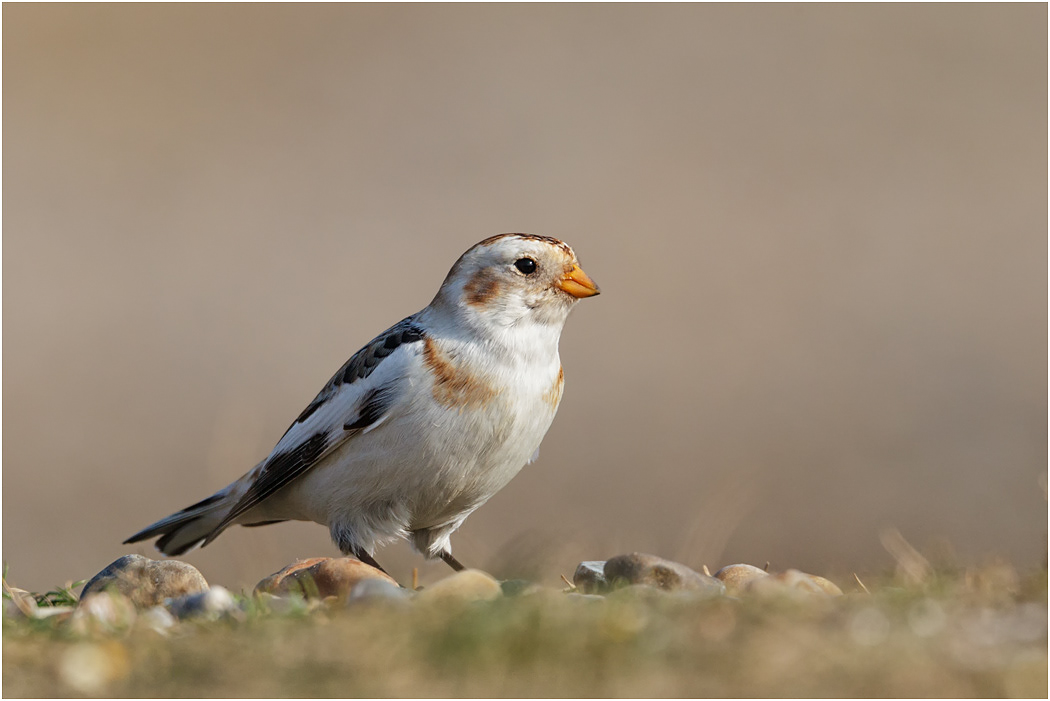 Snow Bunting. Winter, Norfolk