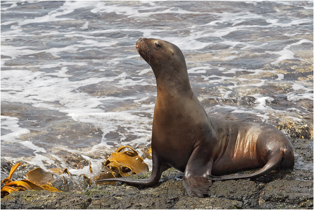 Southern Sea Lion female