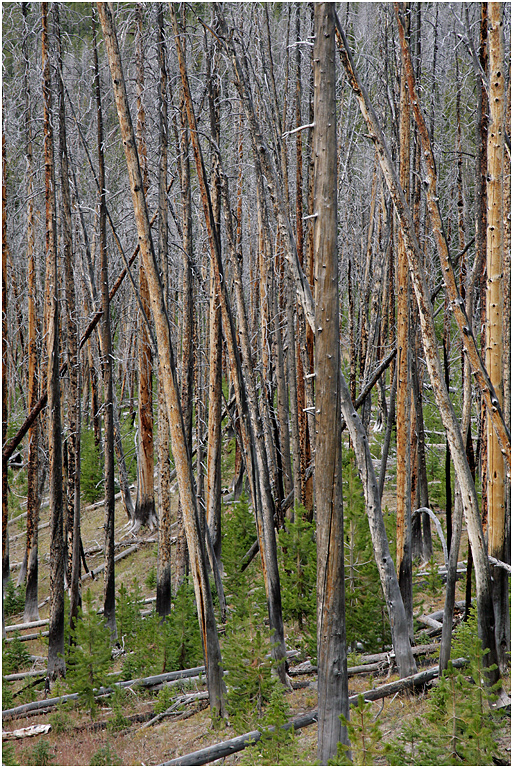 Regeneration, Dunraven Pass, Yellowstone NP