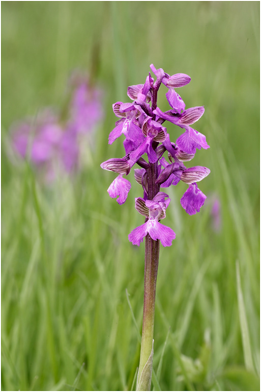 Green-winged Orchid