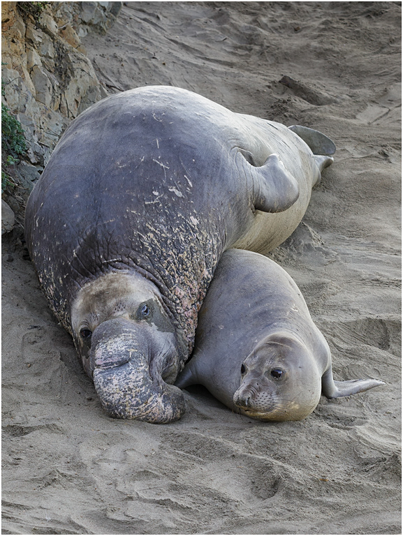 Northern Elephant Seal pair, California, USA