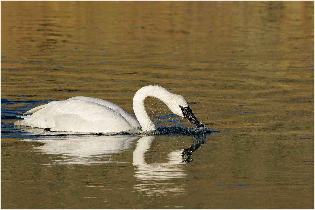 Trumpeter Swan, Yellowstone, USA