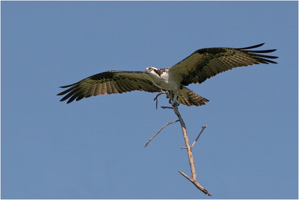 Osprey, Florida, USA