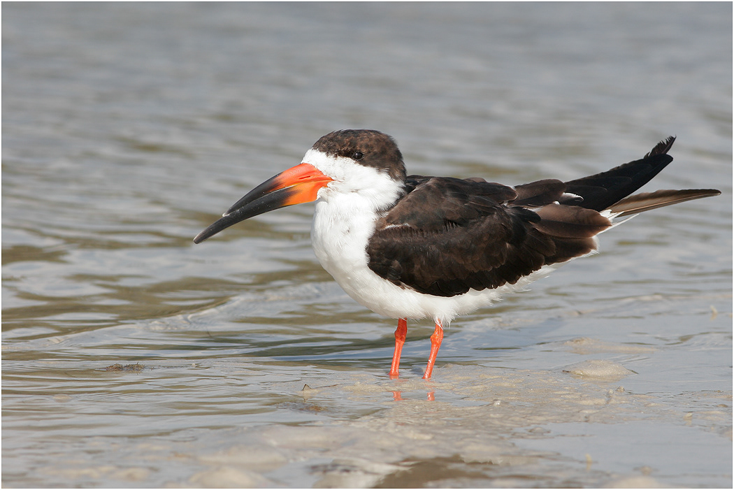 Black Skimmer, Florida, USA