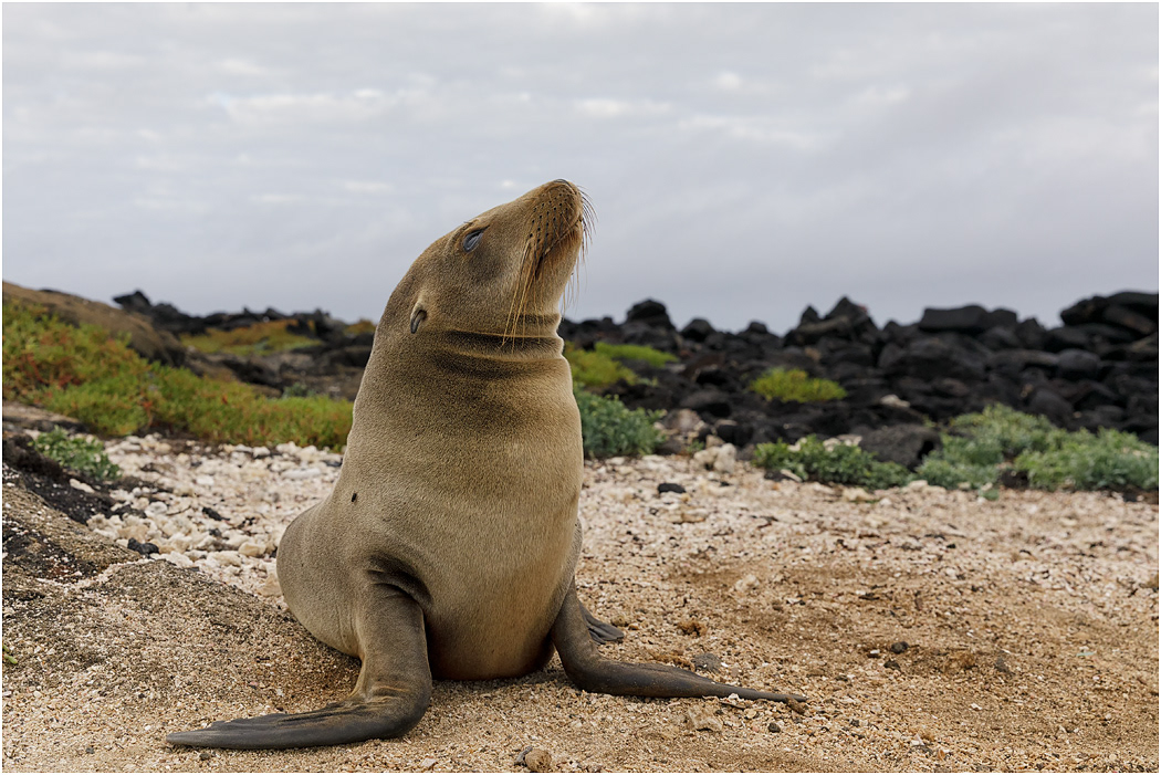 Galapagos Sea Lion pup