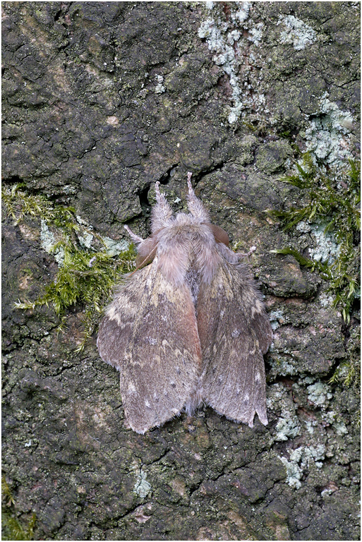 Lobster Moth