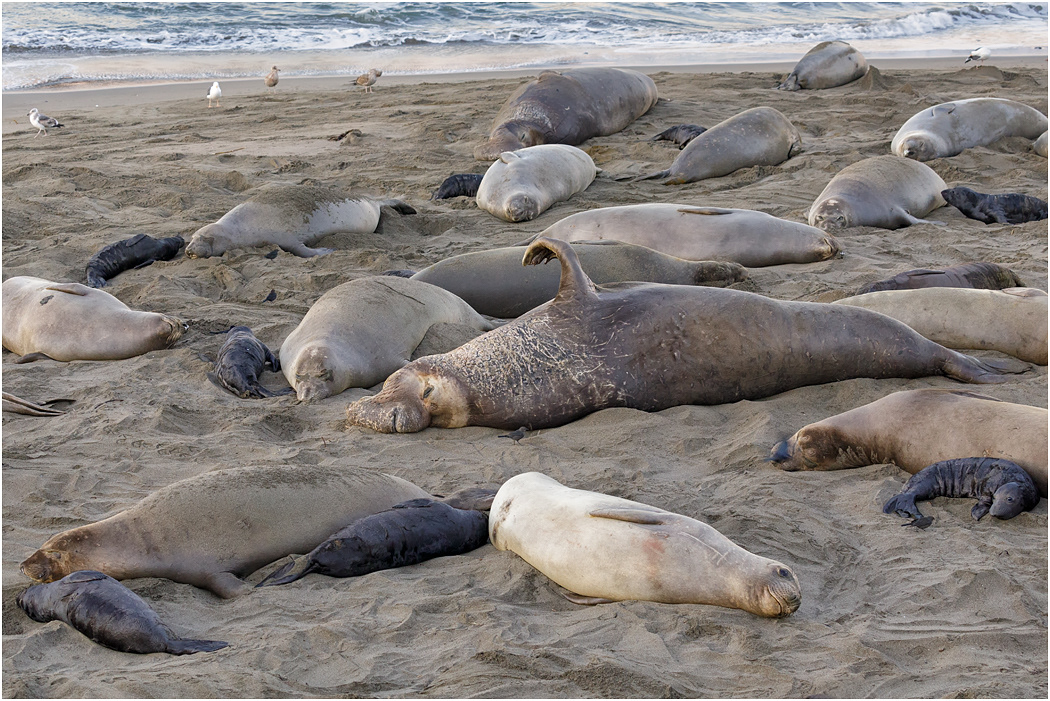 Northern Elephant Seals, California, USA