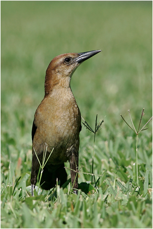 Boat-tailed Grackle, female, Florida, USA