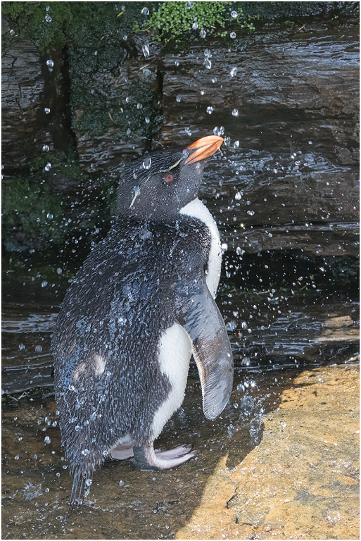 Rockhopper Penguin taking a shower