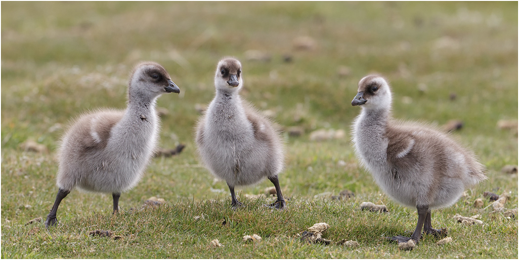Upland Goose Goslings