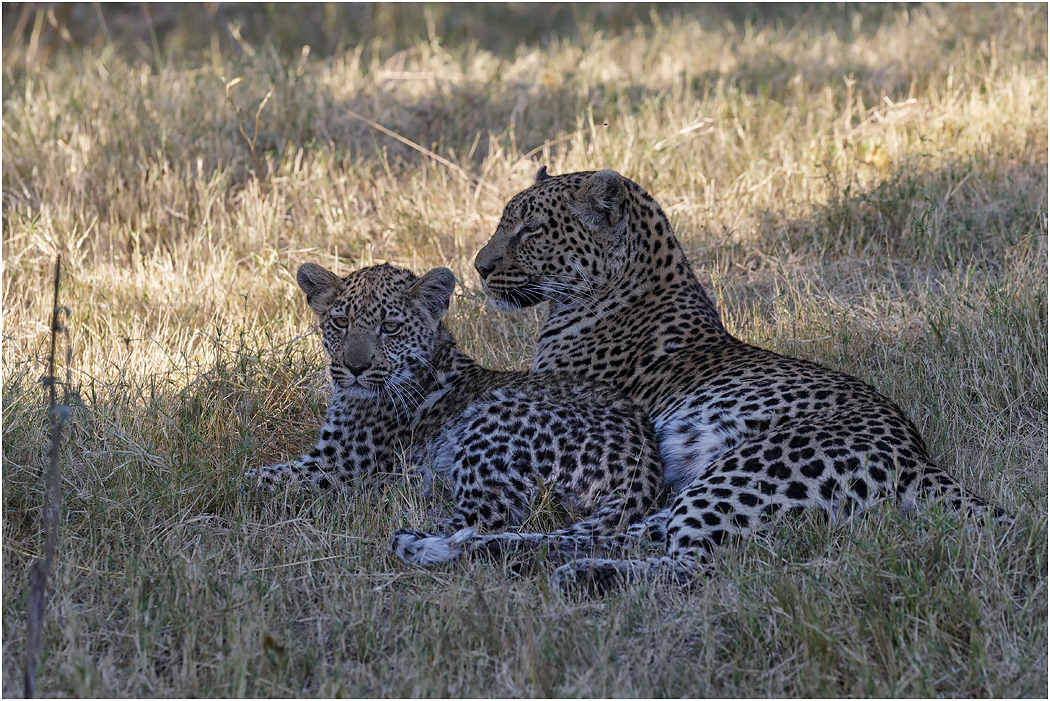 Leopard, Mother & cub - Botswana