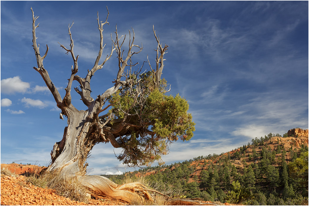 Bristlecone Pine, Red Rocks, Nr Bryce, Utah