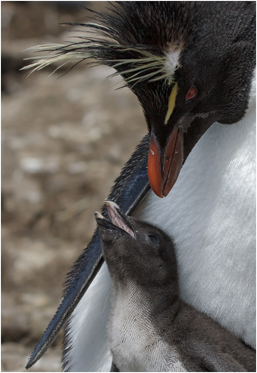 Rockhopper & chick