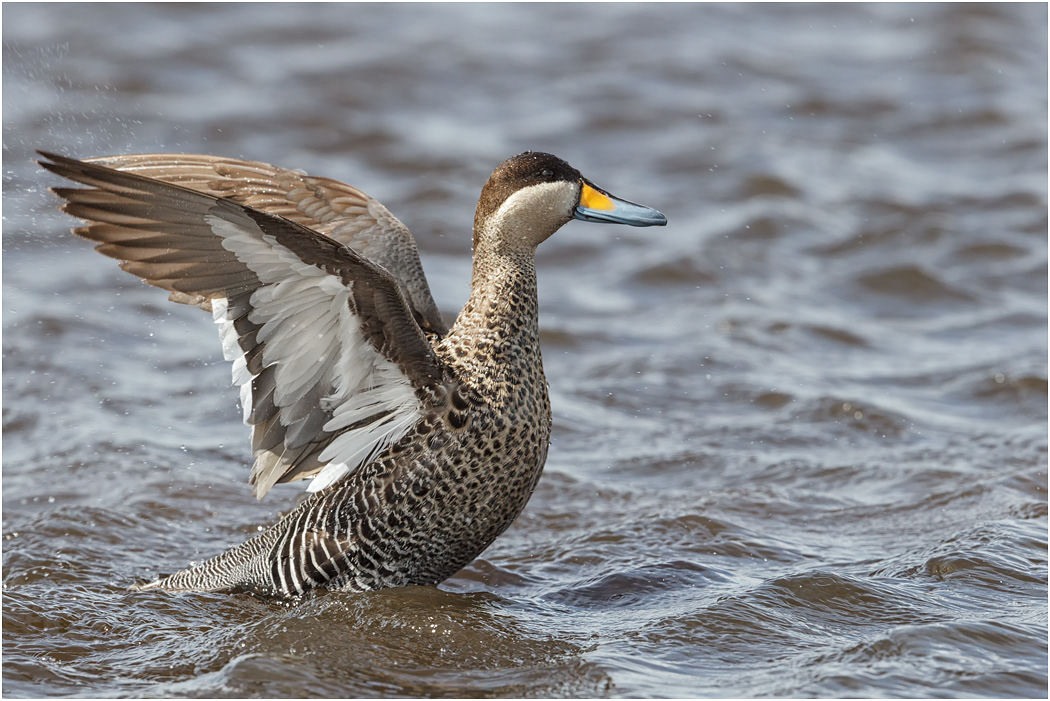 Silver Teal