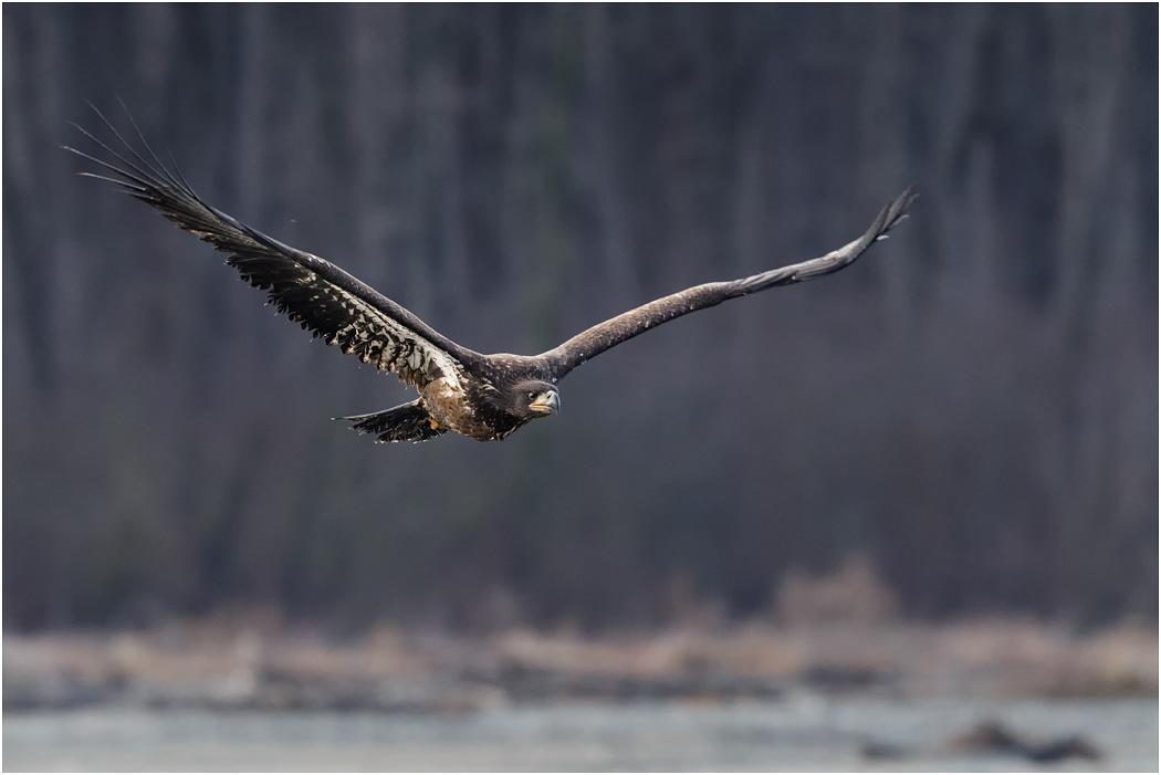 Immature Bald Eagle, Chilkat River, Alaska