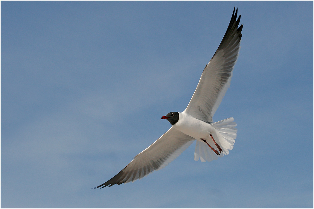 Laughing Gull, Florida, USA