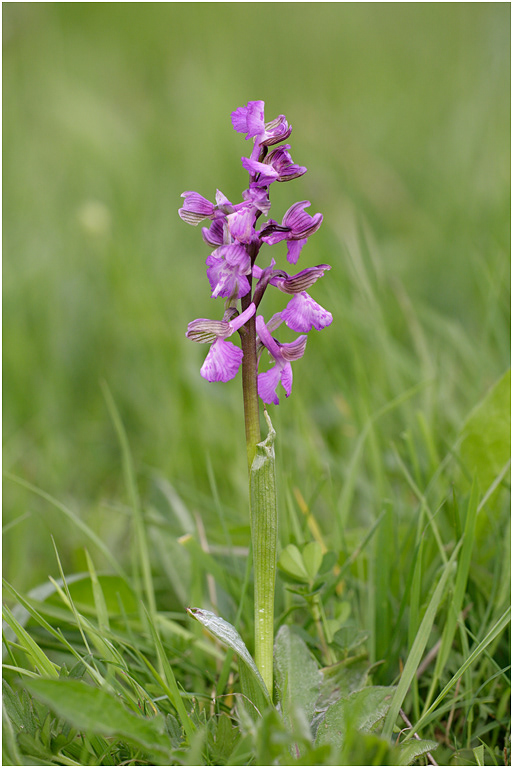 Green-winged Orchid