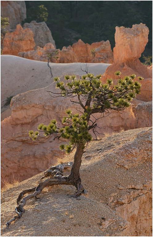 Bristlecone Pine, Bryce Canyon, Utah
