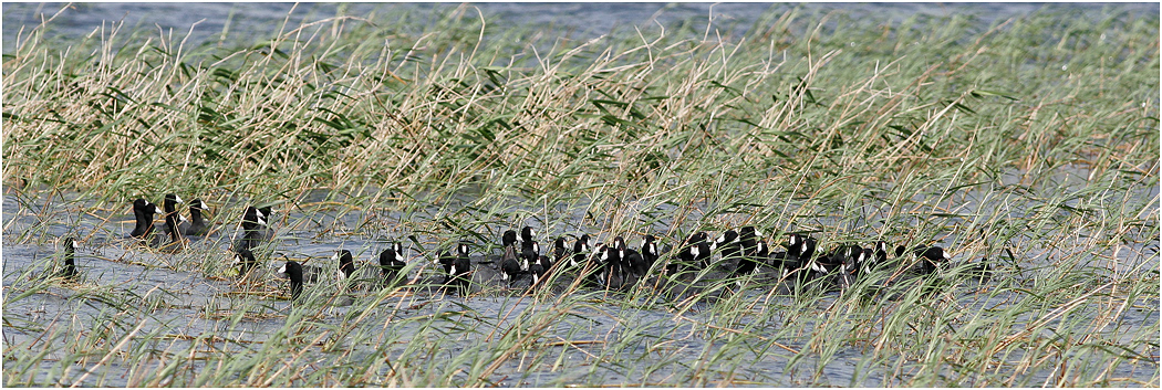 American Coot, Florida, USA