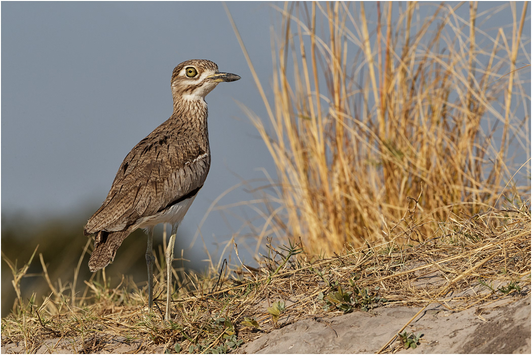 Water Thick-knee - Chobe River, Botswana