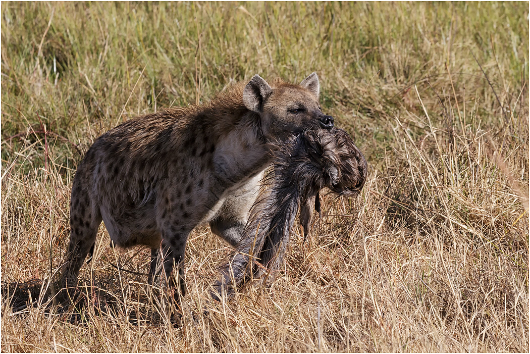 Spotted Hyena with Waterbuck hide - Botswana