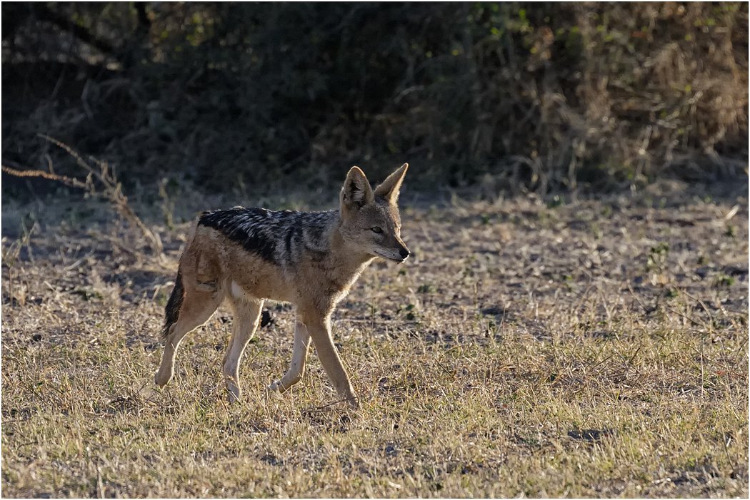 Black-backed Jackal - Chobe NP, Botswana