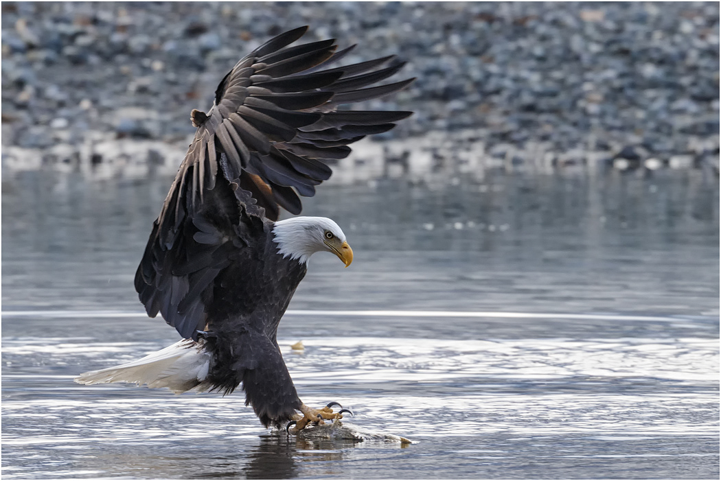Bald Eagle with catch, Chilkat River, Alaska