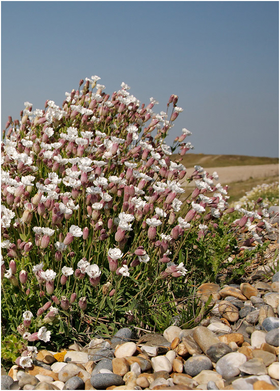 Sea Campion