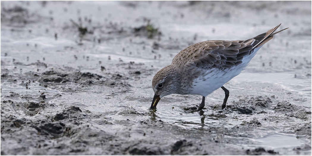 White-rumped Sandpiper