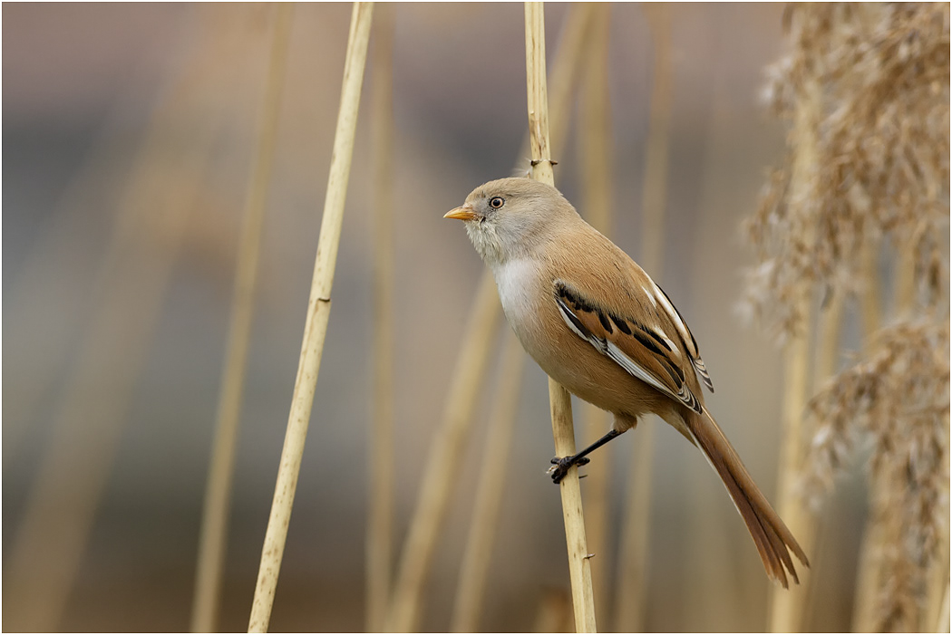 Bearded Reedling female #2