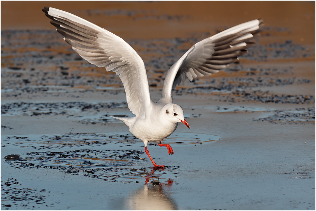 Black-headed Gull on frozen beach