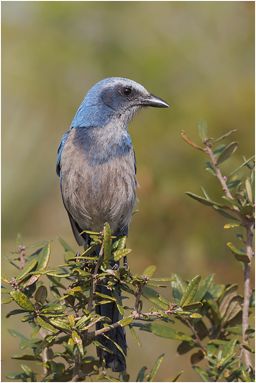 Florida Scrub Jay, Florida, USA