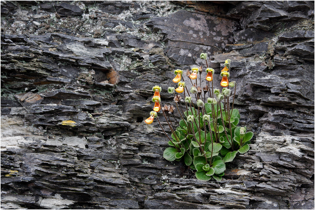 Lady's Slipper (Calceolaria)