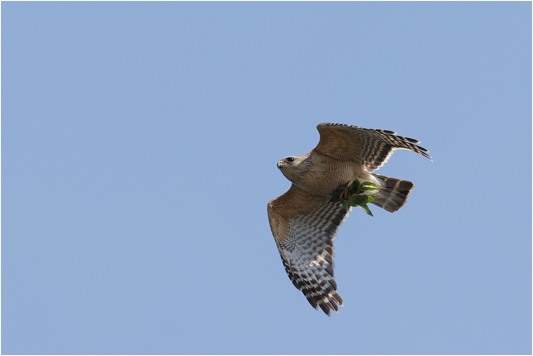 Red-shouldered Hawk, Florida, USA
