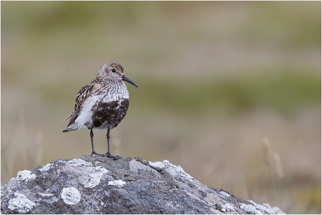 Dunlin, Summer, Iceland