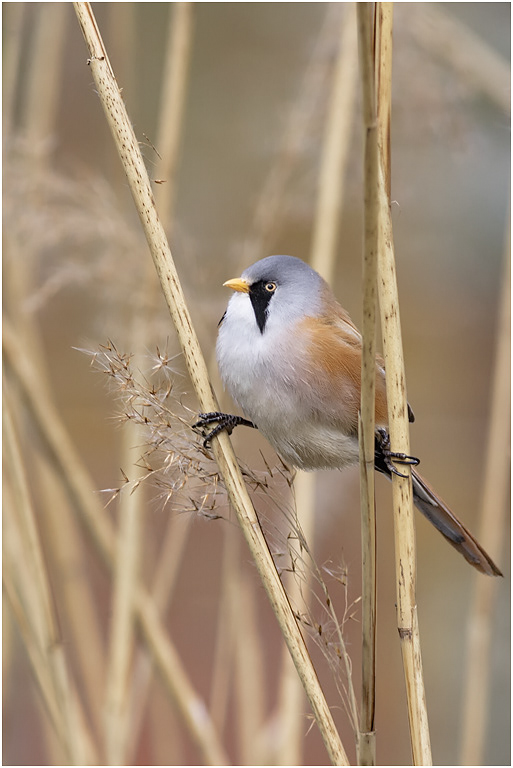 Bearded Tit or Reedling, Norfolk