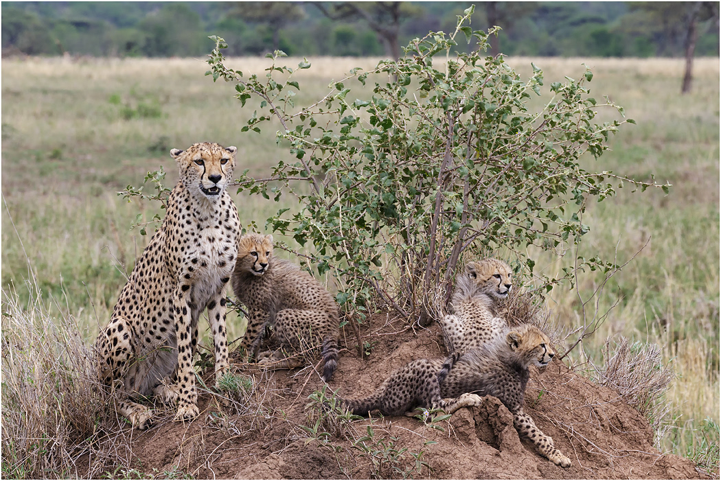 Cheetah & cubs on a Termite mound - Central Serengeti, Tanzania