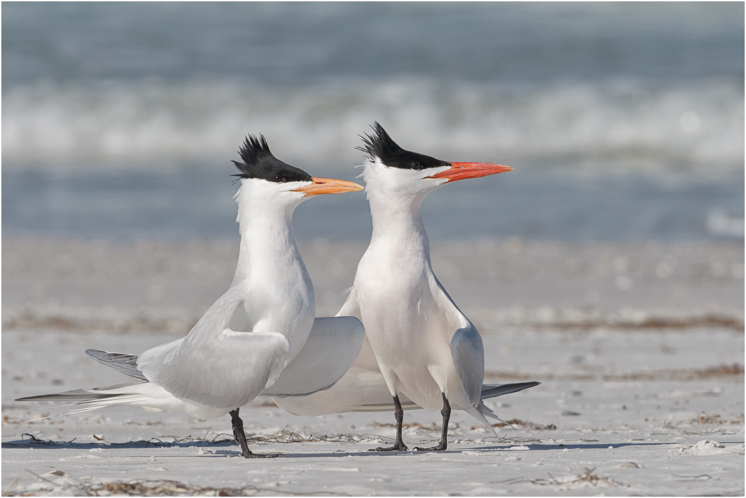 Royal Tern pair, Florida, USA
