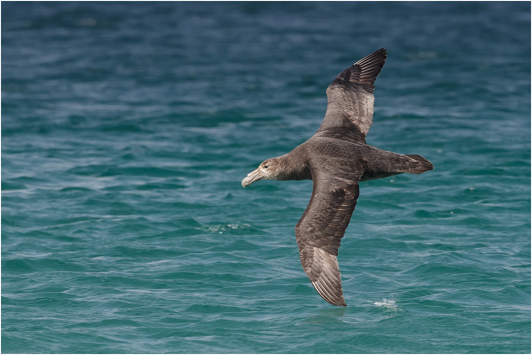 Southern Giant Petrel